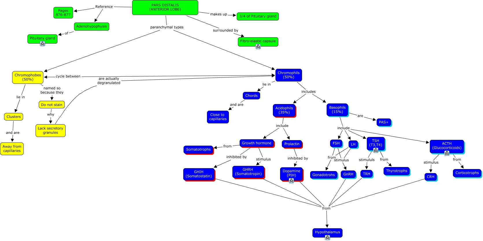 02a-pars-distalis-catos-block3